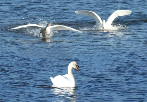 Três Cisnes Mudos Masculinos Numa Lagoa São Dois Mais Quando — Fotografia de Stock