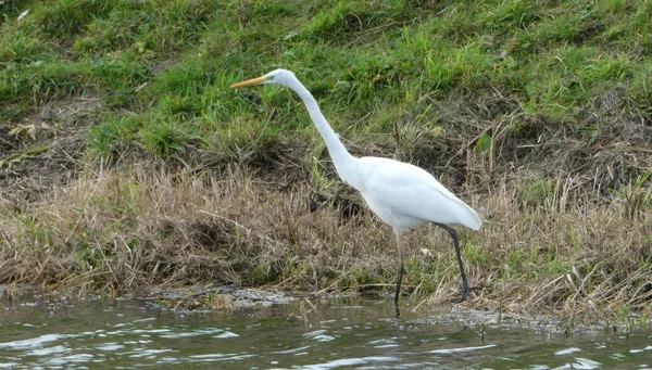Hollanda 'daki Vecht nehrinin kıyısında büyük balıkçıllar yürüyor.