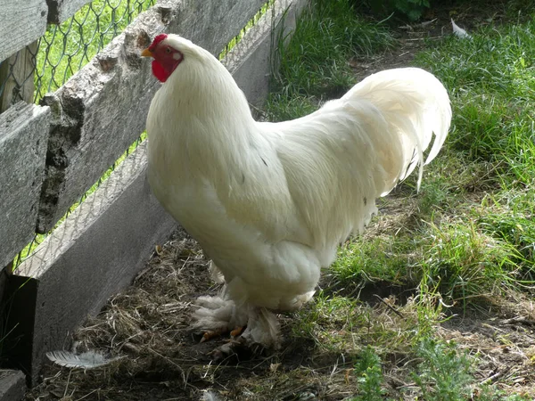 Magnificent white rooster. It looks like a Brahma rooster. He is standing in a poultry run. Seen in Eversmeer, Germany