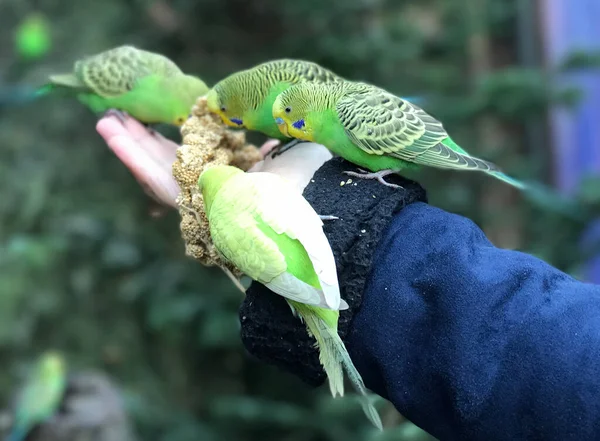 The arm and hand of a woman feeding budgerigars with a spray millet