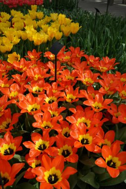 Arka planda sarı ve kırmızı laleli sarı kalpli turuncu fosteriana lalesi. Parlak renkli bahar arkaplanı.