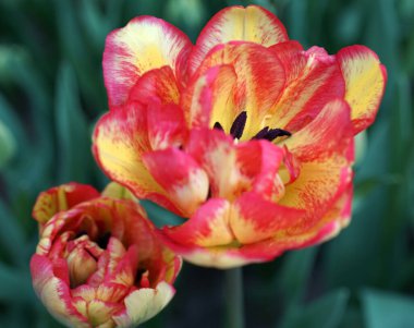 Sarı-kırmızı alevli çift lale. Konum: Keukenhof, Hollanda