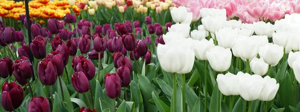 Ciemnofioletowy Tulipan Połączony Białymi Tulipanami Długą Łodygą Różowe Żółte Tle — Zdjęcie stockowe