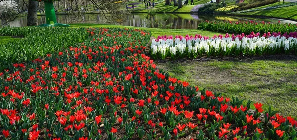 Piękne Czerwone Tulipany Kaufmanniana Sadzone Obok Hiacyntów Oddali Duży Staw — Zdjęcie stockowe