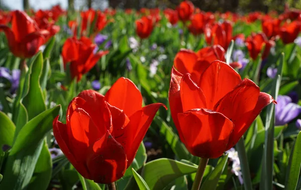 Red Early Tulips Foreground Purple Blue Crocuses Blurred Background — Stock Photo, Image