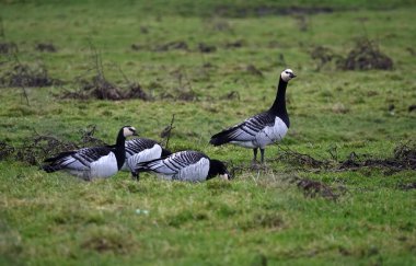 The barnacle goose (Branta leucopsis) is a species of goose that belongs to the genus Branta of black geese. These geese hibernate in East Frisia, Germany this year