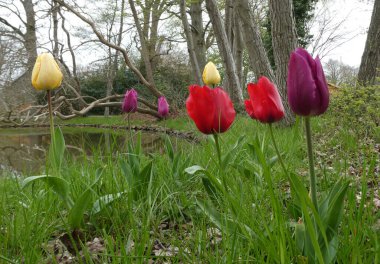 long-stemmed tulips planted on the side of a lake