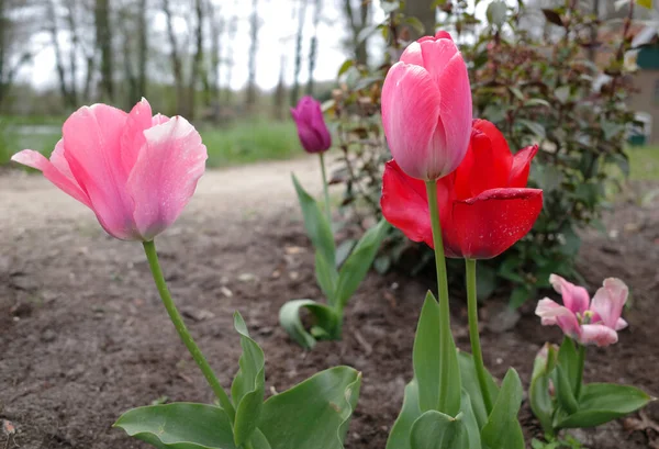 Tulips planted in a cottage garden in Germany