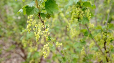 A redcurrant bush in April with  inconspicuous yellow-green  flowers.