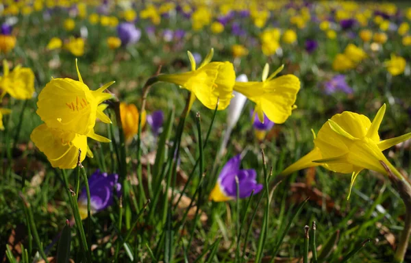 Гуп Пелюстки Нарциси Поєднанні Фіолетовими Жовтими Крокусами — стокове фото