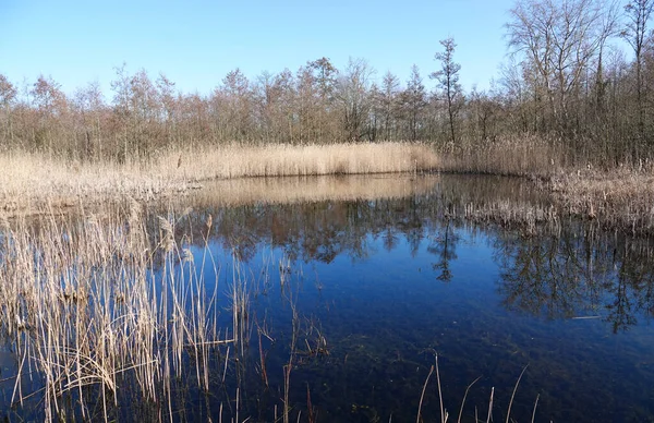 Petit Lac Tranquille Dans Dernier Morceau Forêt Ancienne Aux Pays — Photo