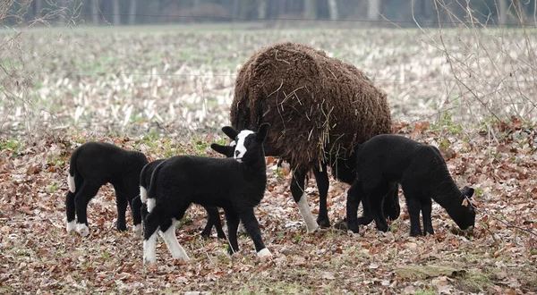 3つの黒い子羊と黒の母羊 若い人の中には白い足と白い頭を持つ人もいます — ストック写真