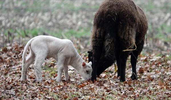 Schwarze Schafmutter Mit Weißem Lamm Keine Zweifel Welche Farbe Der — Stockfoto