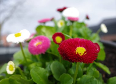 Ekilmiş İngiliz papatya bitkilerinin kırmızı, pembe ve beyaz çiçeklerle karışımı. İlk çiçeğe odaklan. Diğerleri bulanık..
