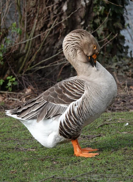 Grilag Goose Evcilleştirilmiş Soyundan Gelen Biri Kendini Tımar Ediyor Çiğ — Stok fotoğraf