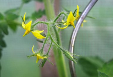 Sarı domates çiçekleri bir domates bitkisi ya da Solanum lycopersicum 'da çiçek açıyor.
