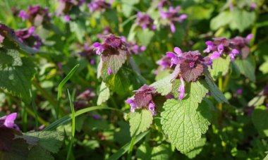 Lamium purpureum ya da kırmızı ölü ısırgan otu, Avrupa ve Asya 'da yetişen yıllık otçul bitkidir.