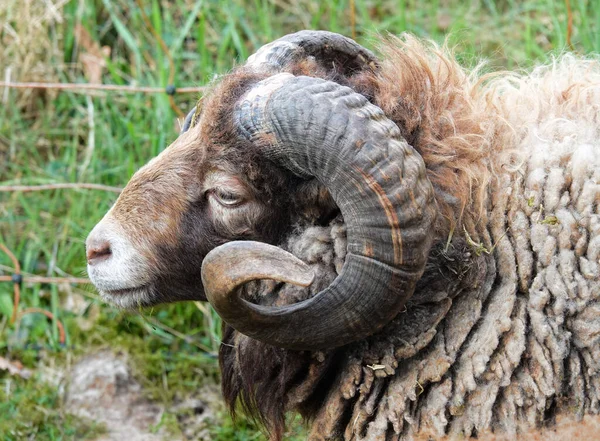 Porträt Eines Männlichen Ouessant Schafes Mit Großen Zusammengerollten Hörnern — Stockfoto