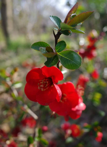 stock image Bright red Japanese quince flowers against a blurred background. Vertical picture