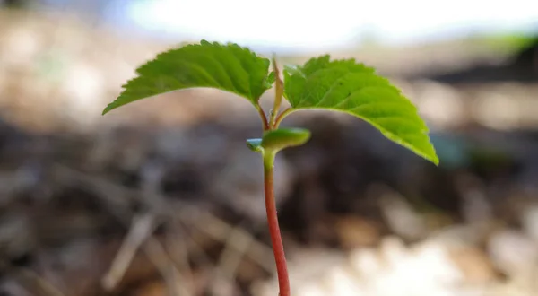 Growing seedling of a tree. Earth Day concept