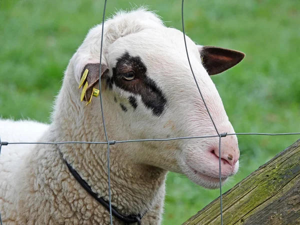 柵の後ろに羊の肖像画 目の周りに黒い斑点と白いウールを持つこの羊の品種は Bentheimの土地です 珍しい地元の品種 — ストック写真