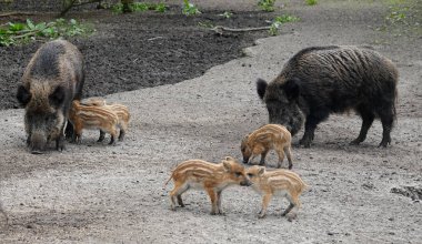 Dişi yaban domuzları ve yavruları. İki domuz ve bir ses çıkarıcının parçası olan domuzcukları..