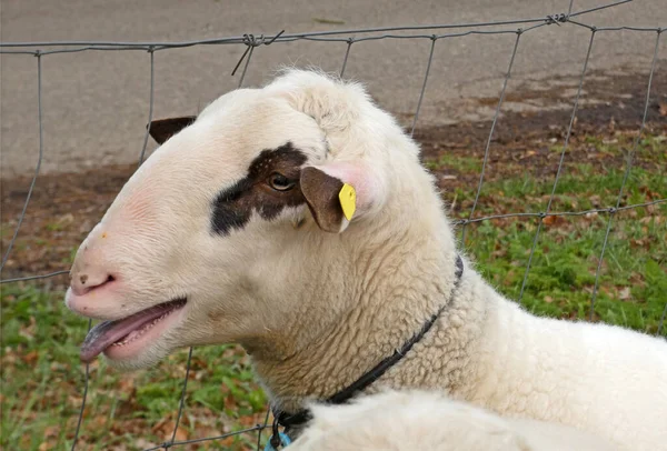 Una Pecora Bianca Belante Una Razza Locale Speciale Landrace Bentheim — Foto Stock