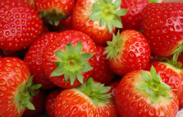 Nahaufnahme Von Frischen Roten Erdbeeren Aus Holland Mai — Stockfoto