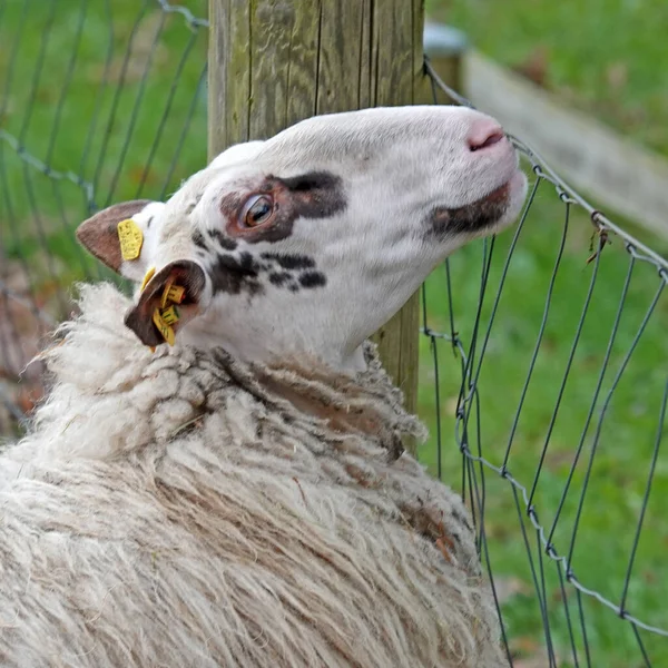 Mastiff Des Pyrénées Regarde Dans Caméra Veille Sur Troupeau Moutons — Photo