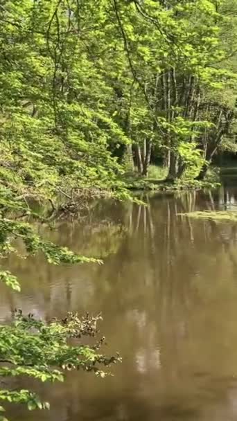 一个有着深绿色水的美丽的大池塘概览 情景德国环境 — 图库视频影像