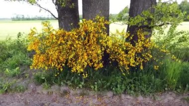 Yaygın süpürge çalısı sarı çiçeklerini rüzgârda hareket ettirir. Bu çalı Almanya 'nın bu bölgesine özgüdür.