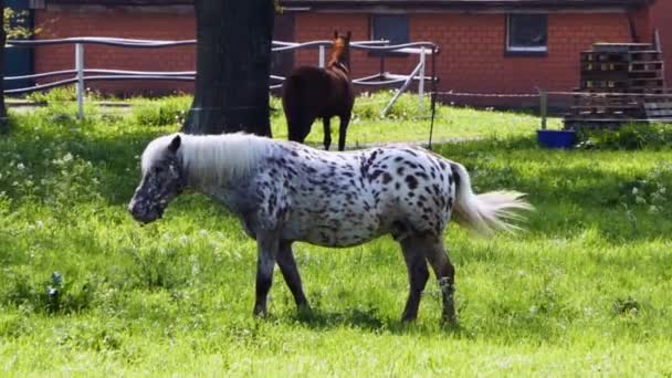 Seekor Kuda Appaloosa Dengan Surai Putih Berdiri Dan Merumput Padang — Stok Video