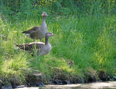 Greylag kaz ailesi bir göletin kenarındaki çimlerin üzerinde duruyor. Anne ve baba etrafınıza dikkatlice bakın. Gençler çimenlerde saklanıyor.