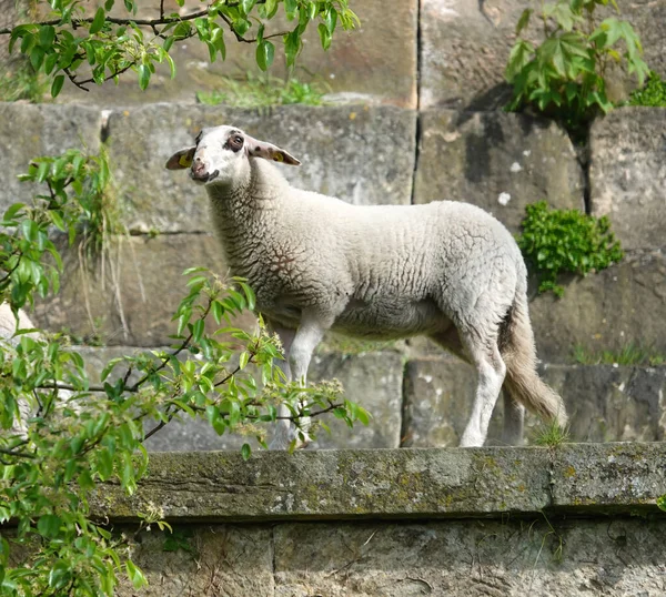 若い羊が悪いベネフィムの城の壁を歩いています この羊の品種は珍しい地元の品種 すなわちベネフィムの土地です — ストック写真