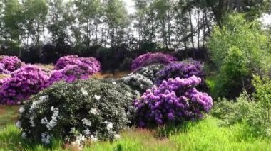 Çocuk odasında çok güzel çiçek açan rhododendronlar. Geçmişte turbanın kesildiği bir bölge.