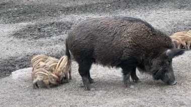 Dişi yaban domuzu ve yavruları. Domuz yavrusu tarafından rahatsız edilmek istemiyor. 