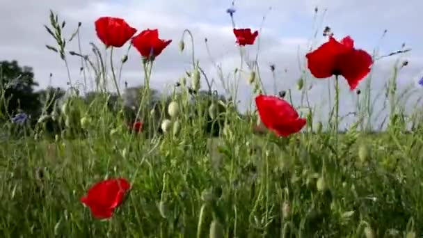 Maki Kwiaty Kukurydzy Poruszają Się Wietrze Skraju Pola Uprawnego — Wideo stockowe