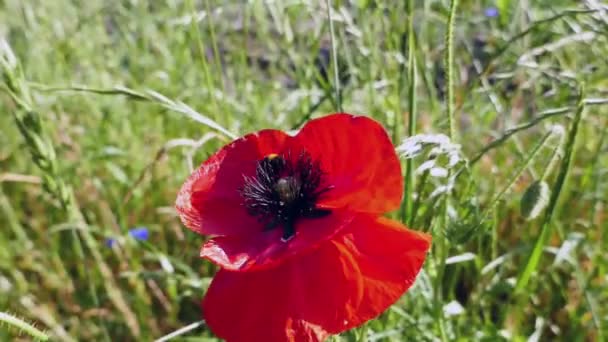 Red Poppy Flower Bumblebee — Stock Video