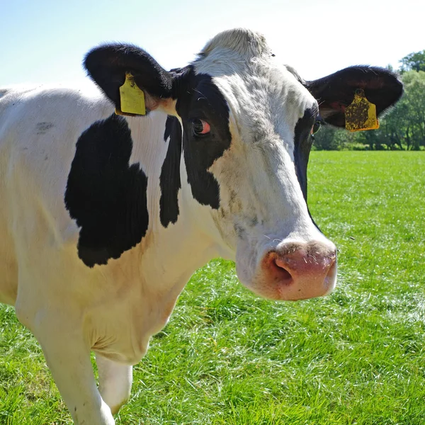 Retrato Curiosa Vaca Jovem Preto Branco Raça Holstein Friesian — Fotografia de Stock