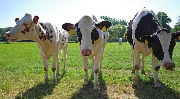 Három Kíváncsi Fekete Fehér Fiatal Tehén Fajta Holstein Friesian — Stock Fotó