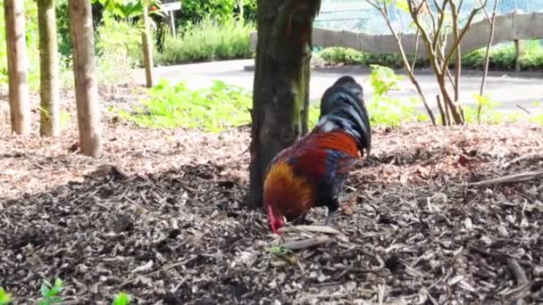 Niedliche Hahnenkrähen Botanischen Garten Von Oldenburg Ist Ein Rotes Urvogel — Stockvideo