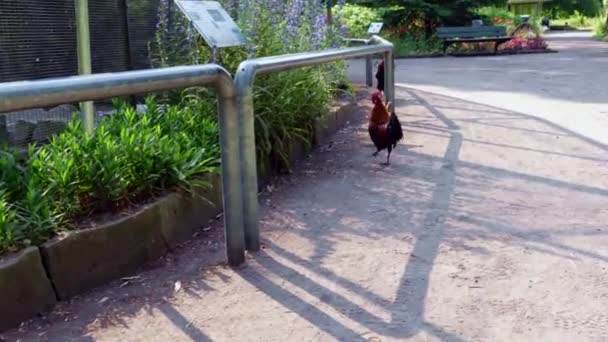 Laufender Hahn Botanischen Garten Von Oldenburg Ist Ein Rotes Urvogel — Stockvideo
