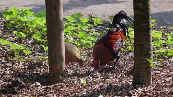Mannelijke Vrouwelijke Rode Junglefowl Gallus Gallus Zoek Naar Voedsel Botanische — Stockvideo