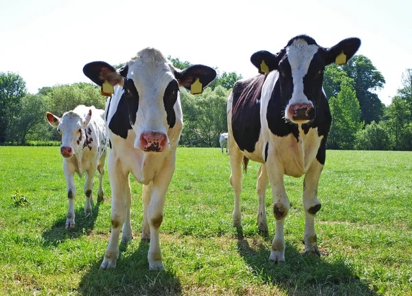 Három Kíváncsi Fekete Fehér Fiatal Tehén Fajta Holstein Friesian — Stock Fotó