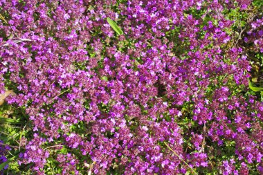 Thymus Serpyllum ya da sürünen kekik Almanya 'daki Luenerburger Heide' de vahşice yetişir.