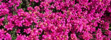 Erica Cinerea Rote Rosita 'nın yazın sayısız mor çiçeği olur.