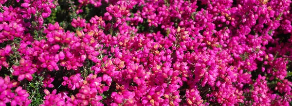 Erica Cinerea Rote Rosita Hat Sommer Zahlreiche Magentafarbene Blüten — Stockfoto