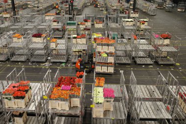Aalsmeer, Hollanda, 14 Ağustos 2023; Dünyanın en büyük çiçek müzayedesinin salonlarında çiçek taşıyan arabalar, Amsterdam yakınlarındaki FloraHolland.