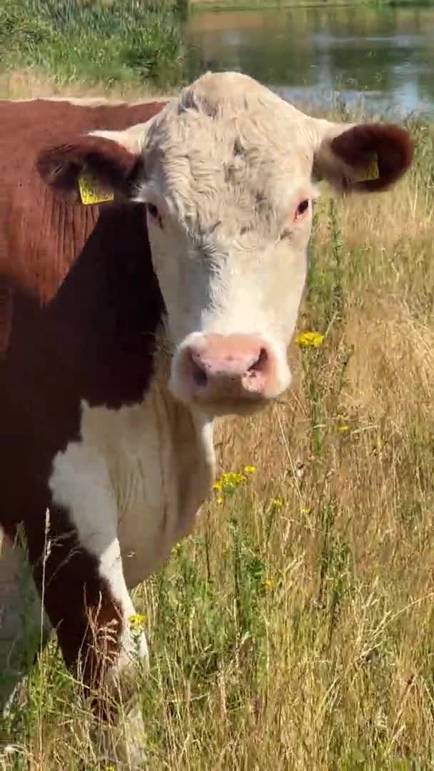 红白相间的赫里福德奶牛向牛群走去 — 图库视频影像