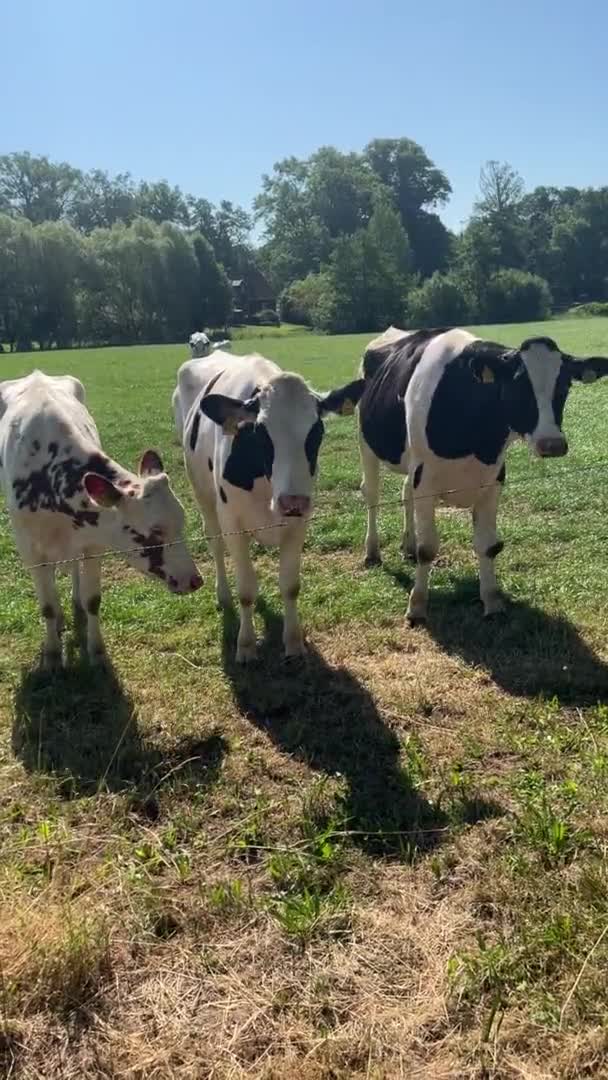 Tres Curiosas Vacas Jóvenes Blancas Negras Raza Holstein Friesian — Vídeos de Stock